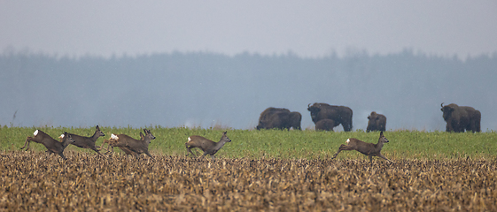 Image showing Running roe deer herd in autumn field