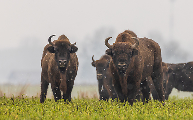 Image showing European Bison herd feeding in snowy field