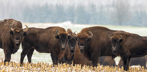 Image showing European Bison herd resting in snowy field