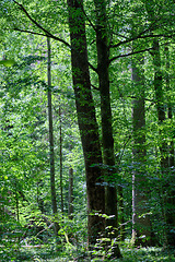 Image showing Summertime deciduous primeval forest with old trees