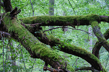 Image showing Summertime deciduous primeval forest