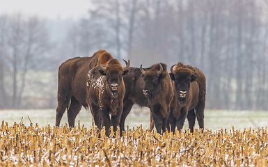 Image showing European Bison herd feeding in snowy field