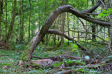 Image showing Summertime deciduous primeval forest