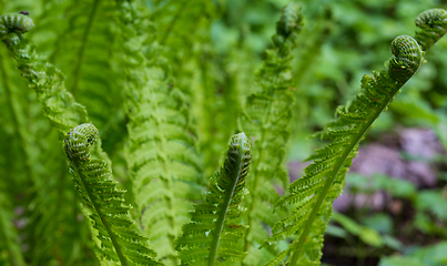 Image showing Fresh ferns with frondsin springtime