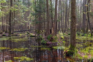 Image showing Springtime alder-bog forest