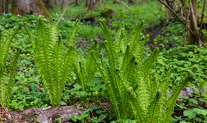 Image showing Fresh ferns with frondsin springtime