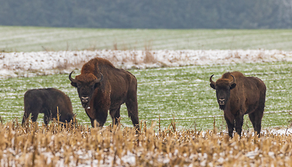 Image showing European Bison herd feeding in snowy field