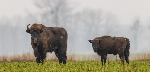 Image showing European Bison herd feeding in snowy field