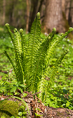 Image showing Fresh ferns with frondsin springtime