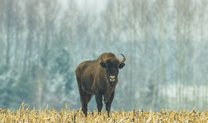 Image showing European Bison female feeding in snowy field