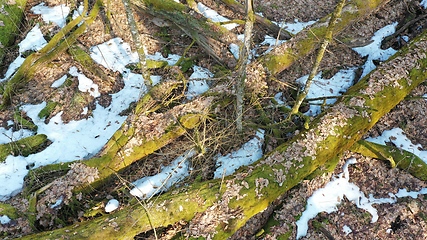 Image showing Partle declined broken oak tress in spring