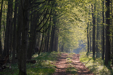 Image showing Ground road crossing fresh green springtime forest