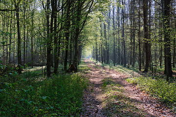 Image showing Ground road crossing fresh green springtime forest