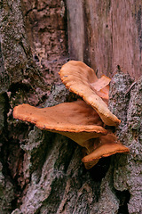 Image showing Bunch of autumnal fungus