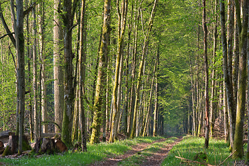 Image showing Ground road crossing fresh green springtime forest