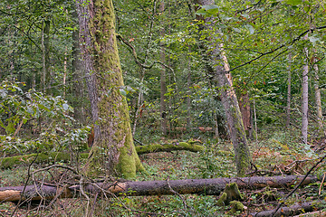 Image showing Autumnal mixed tree stand with old spruce trees