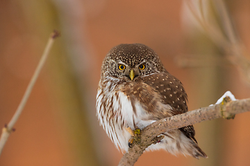 Image showing Eurasian pygmy owl (Glaucidium passerinum) in winter