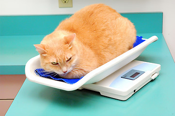 Image showing Cat on a scale.