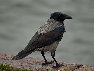 Image showing hooded crow