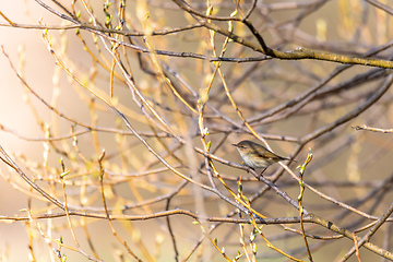 Image showing small song bird Willow Warbler, Europe wildlife