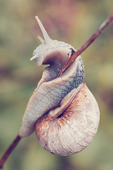 Image showing Garden snail (Helix aspersa)