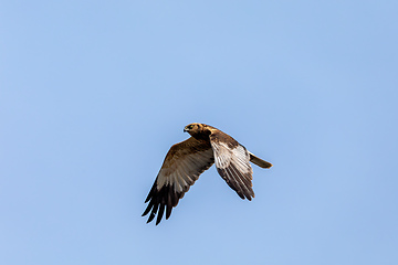 Image showing Marsh Harrier, Birds of prey, Europe Wildlife