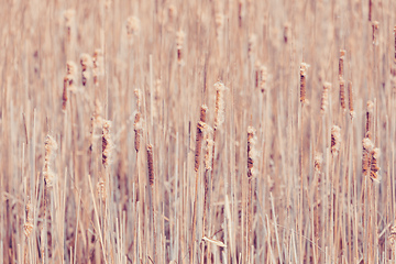 Image showing orange reeds in spring time