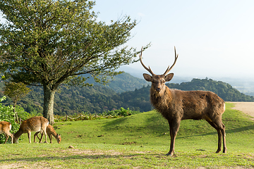 Image showing Deer buck