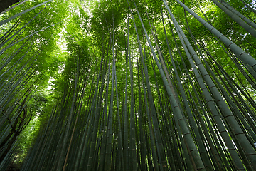 Image showing Bamboo forest with morning sunlight