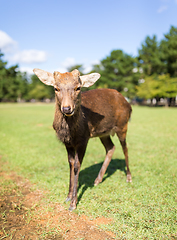 Image showing Red Deer 