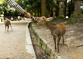 Image showing Feeding of the deer