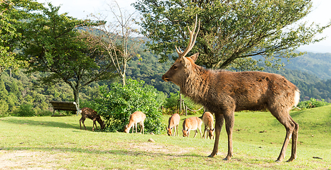 Image showing Stag deer