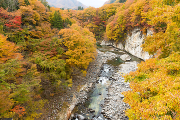 Image showing Beautiful Autumn forest and river in Japan