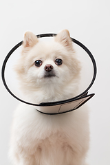 Image showing White Pomeranian with collar