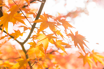 Image showing Maple tree in orange