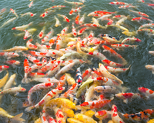 Image showing Koi carps