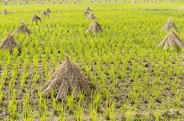 Image showing Paddy rice field