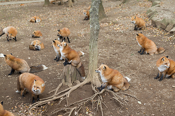 Image showing Group of red fox