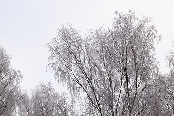 Image showing Photographed winter forest