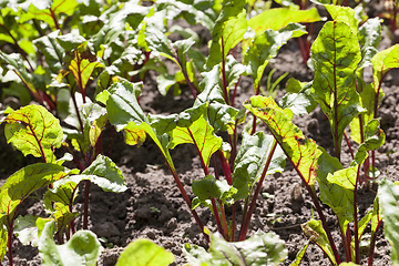 Image showing beet leaves