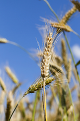 Image showing golden wheat field