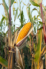 Image showing Ripe corn cob