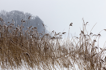 Image showing Dry plants in winter