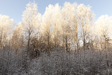Image showing hoarfrost on the branches of trees