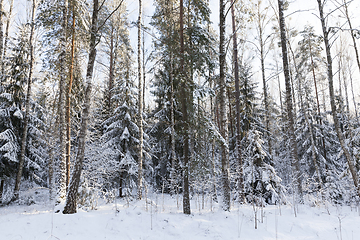Image showing Trees in winter