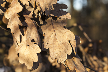 Image showing Dry oak leaves