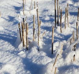 Image showing Snow covered field