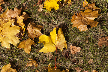 Image showing Yellow foliage, autumn