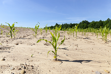 Image showing first sprouted corn