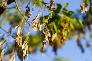 Image showing Dry maple seeds